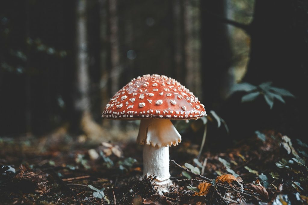 red and white mushroom fairies