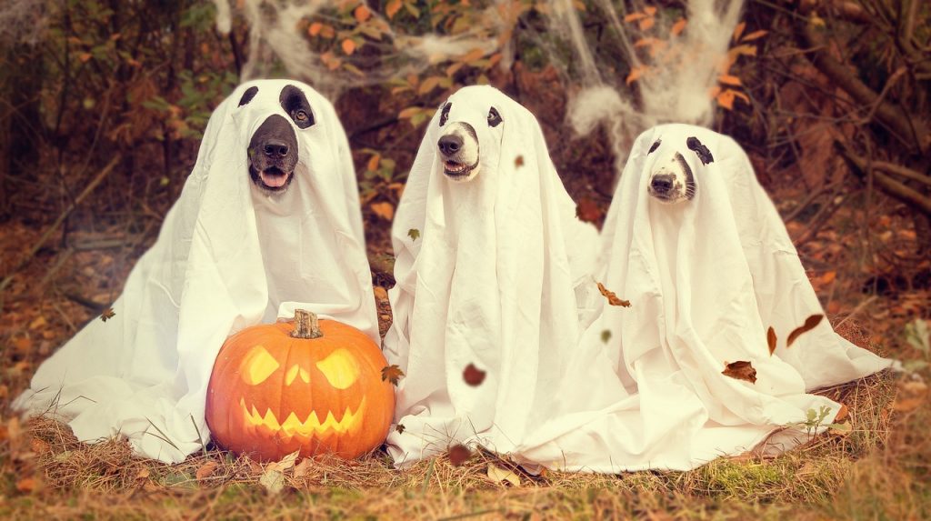 halloween, pumpkin, gourd ghost dogs
