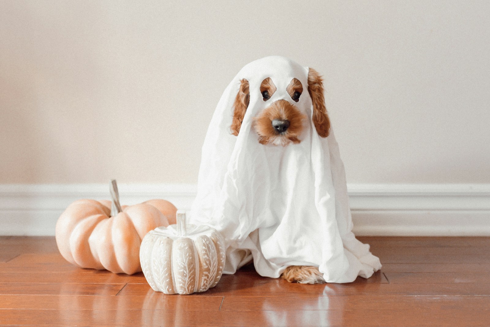 a ghost dog wearing a ghost costume next to a pumpkin