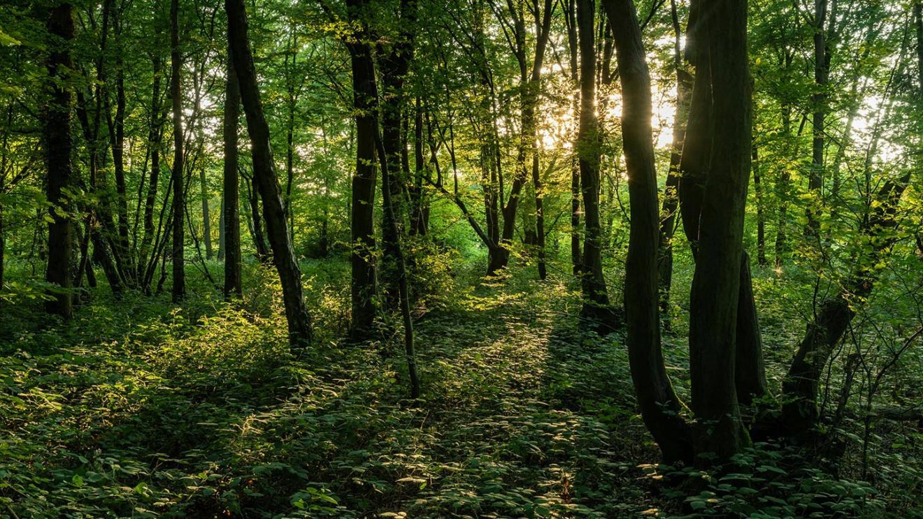Haunted Woods and Haunted Forests in the UK