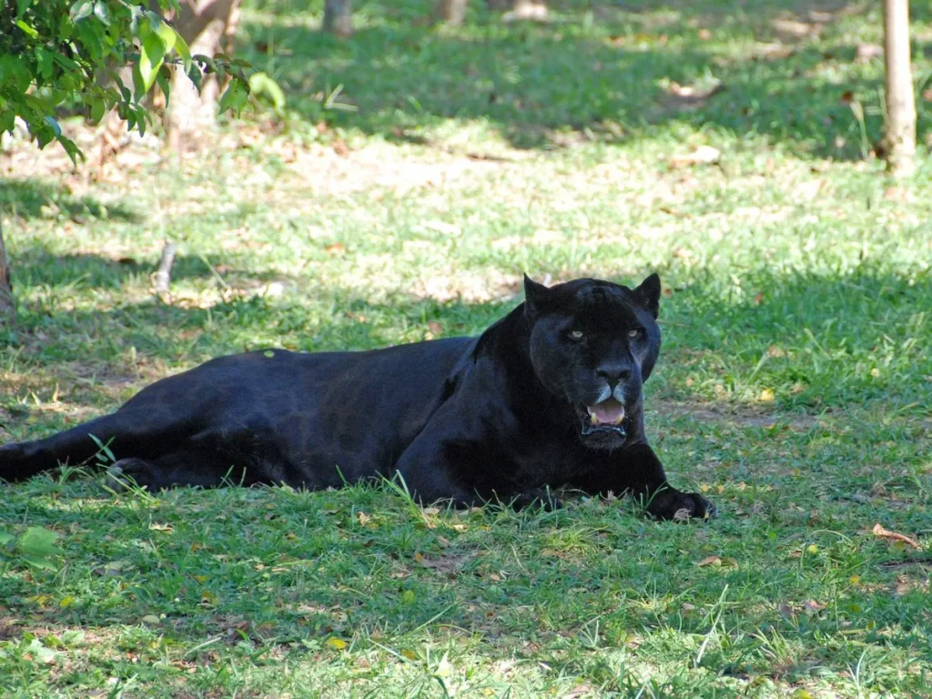 Black Panther, Big Cat Sighting